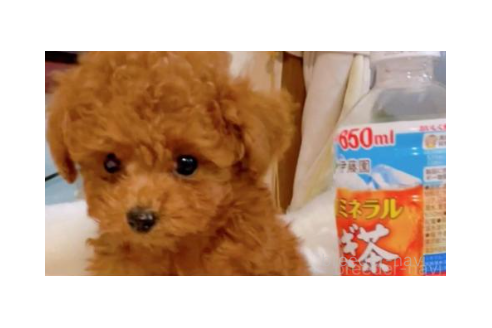 販売中の千葉県のティーカッププードル-388960の8枚目